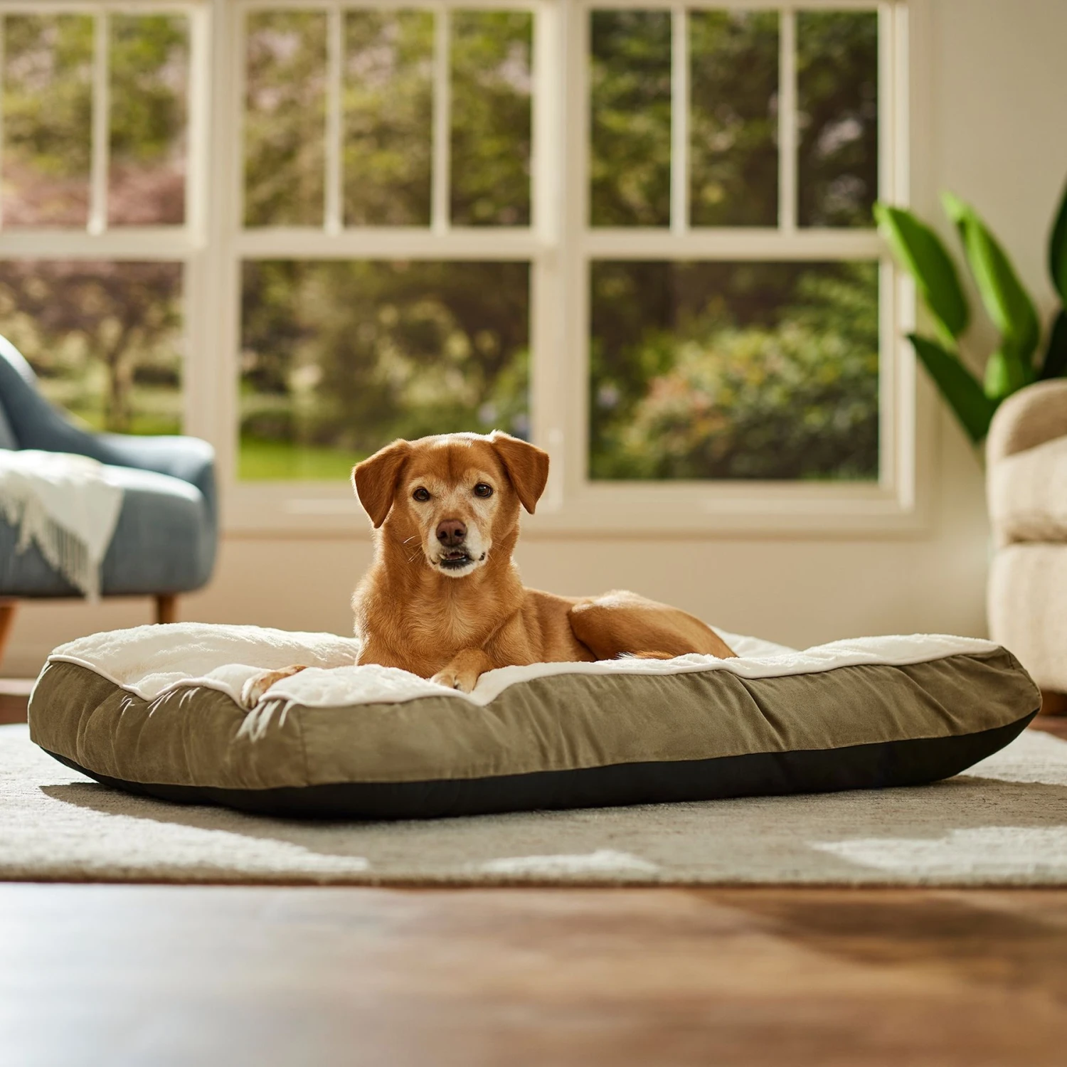 Frisco Pillow Dog Bed W/ Removeable Cover 1 Frisco Pillow Dog Bed W/ Removeable Cover