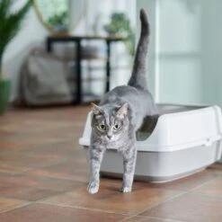 Frisco Open Top Cat Litter Box With Rim, Large