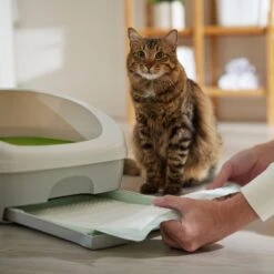 Frisco Cat Litter Pads, Unscented -Frisco Sales Store 149816 PT5. AC SS1800 V1675279991