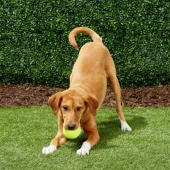 Frisco Fetch Squeaky Tennis Ball Dog Toy -Frisco Sales Store 152803 PT6. AC SS1800 V1691776652
