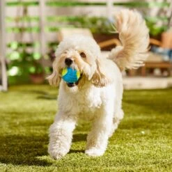 Frisco Fetch Squeaky Tennis Ball With Rubber Sleeve Dog Toy 12 Frisco Fetch Squeaky Tennis Ball With Rubber Sleeve Dog Toy -Frisco Sales Store 152844 PT6. AC SS1800 V1691776576