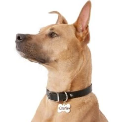Frisco Personalized Dog ID Tag, Bone 12 Frisco Personalized Dog ID Tag, Bone -Frisco Sales Store 152994 PT5. AC SS1800 V1559856739