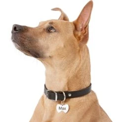 Frisco Stainless Steel Personalized Dog & Cat ID Tag, Bow Tie -Frisco Sales Store 152997 PT5. AC SS1800 V1540562104