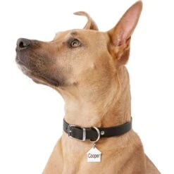 Frisco Stainless Steel Personalized Dog ID Tag, Dog House 12 Frisco Stainless Steel Personalized Dog ID Tag, Dog House -Frisco Sales Store 153000 PT5. AC SS1800 V1540562239