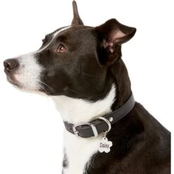 Frisco Stainless Steel Personalized Dog & Cat ID Tag, Flower 12 Frisco Stainless Steel Personalized Dog & Cat ID Tag, Flower -Frisco Sales Store 153002 PT5. AC SS1800 V1540562264