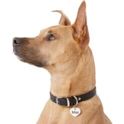 Frisco Personalized Dog & Cat ID Tag, Heart -Frisco Sales Store 153006 PT5. AC SS1800 V1540562340