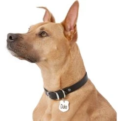 Frisco Stainless Steel Personalized Dog & Cat ID Tag, Badge -Frisco Sales Store 153009 PT5. AC SS1800 V1540562391