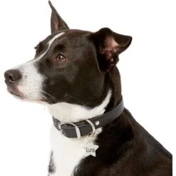 Frisco Stainless Steel Personalized Dog & Cat ID Tag, Star 12 Frisco Stainless Steel Personalized Dog & Cat ID Tag, Star -Frisco Sales Store 153017 PT5. AC SS1800 V1540562610