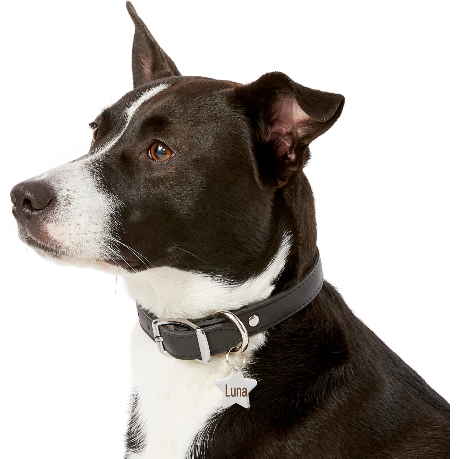 Frisco Stainless Steel Personalized Dog & Cat ID Tag, Star 6 Frisco Stainless Steel Personalized Dog & Cat ID Tag, Star - Image 6