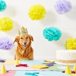 Frisco Happy Birthday Dog & Cat Crown -Frisco Sales Store 153665 PT5. AC SS1800 V1551231039