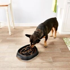 Frisco Non-Skid Slow Feeder Dog & Small Pet Bowl -Frisco Sales Store 155648 PT4. AC SS1800 V1553538724