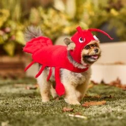 Frisco Red Lobster Dog & Cat Costume 14 Frisco Red Lobster Dog & Cat Costume -Frisco Sales Store 158723 PT6. AC SS1800 V1659023888