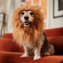 Frisco Lion Mane Dog & Cat Costume -Frisco Sales Store 158732 PT7. AC SS1800 V1691686202