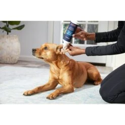 Frisco Anti-Bacterial And Anti-Fungal Ear Flush Cleaner For Cats & Dogs, 12-oz Bottle 8 Frisco Anti-Bacterial And Anti-Fungal Ear Flush Cleaner For Cats & Dogs, 12-oz Bottle -Frisco Sales Store 178705 PT3. AC SS1800 V1582124328