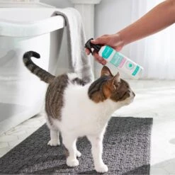 Frisco Aloe Hydrating Dog & Cat Spray, Sweet Nectar Scent 7 Frisco Aloe Hydrating Dog & Cat Spray, Sweet Nectar Scent -Frisco Sales Store 192084 PT4. AC SS1800 V1589487682