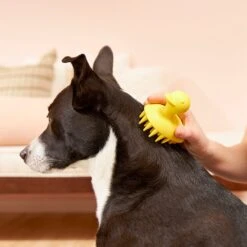 Frisco Rubber Duckie Dog & Cat Curry Brush -Frisco Sales Store 206849 PT7. AC SS1800 V1600915945