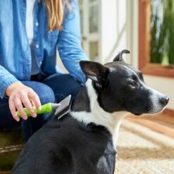 Frisco Soft Slicker Dog Brush, One Size 6 Frisco Soft Slicker Dog Brush, One Size -Frisco Sales Store 206869 PT4. AC SS1800 V1680186388