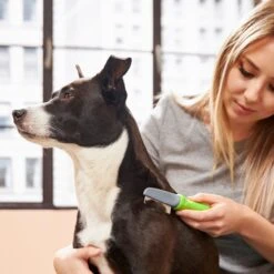 Frisco Single-Row Flea Comb For Cats & Dogs 10 Frisco Single-Row Flea Comb For Cats & Dogs -Frisco Sales Store 206884 PT7. AC SS1800 V1600915983