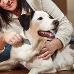 Frisco Flea Comb For Cats & Dogs -Frisco Sales Store 206888 PT3. AC SS1800 V1680186156