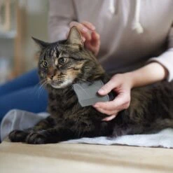 Frisco Flea Comb For Cats & Dogs -Frisco Sales Store 206888 PT4. AC SS1800 V1680186101