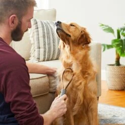 Frisco Shedding Blade Dog Brush, One Size -Frisco Sales Store 206895 PT7. AC SS1800 V1680186159