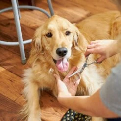 Frisco Curved-Tip Dog & Cat Shears -Frisco Sales Store 206897 PT6. AC SS1800 V1680186158