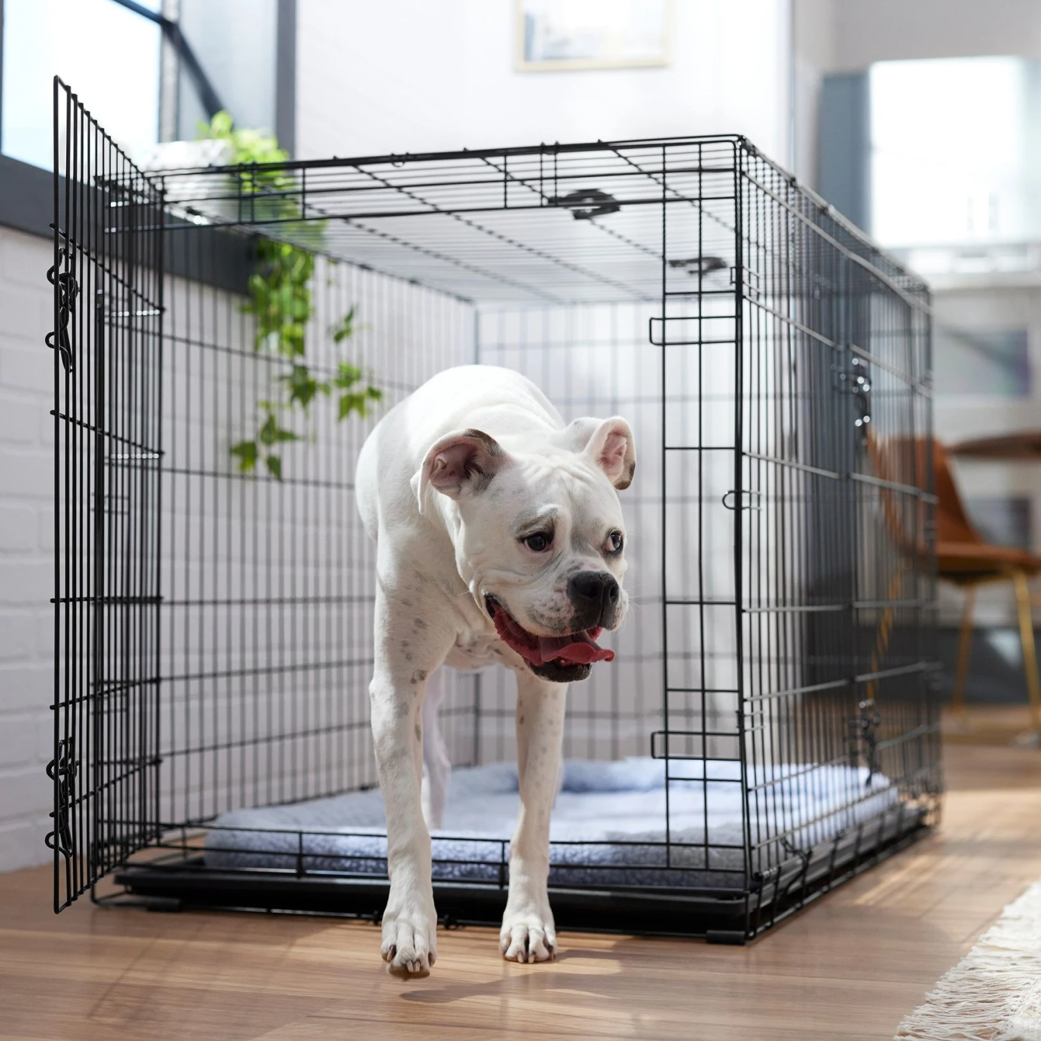Frisco Fold & Carry Double Door Collapsible Wire Dog Crate & Mat Kit 1 Frisco Fold & Carry Double Door Collapsible Wire Dog Crate & Mat Kit