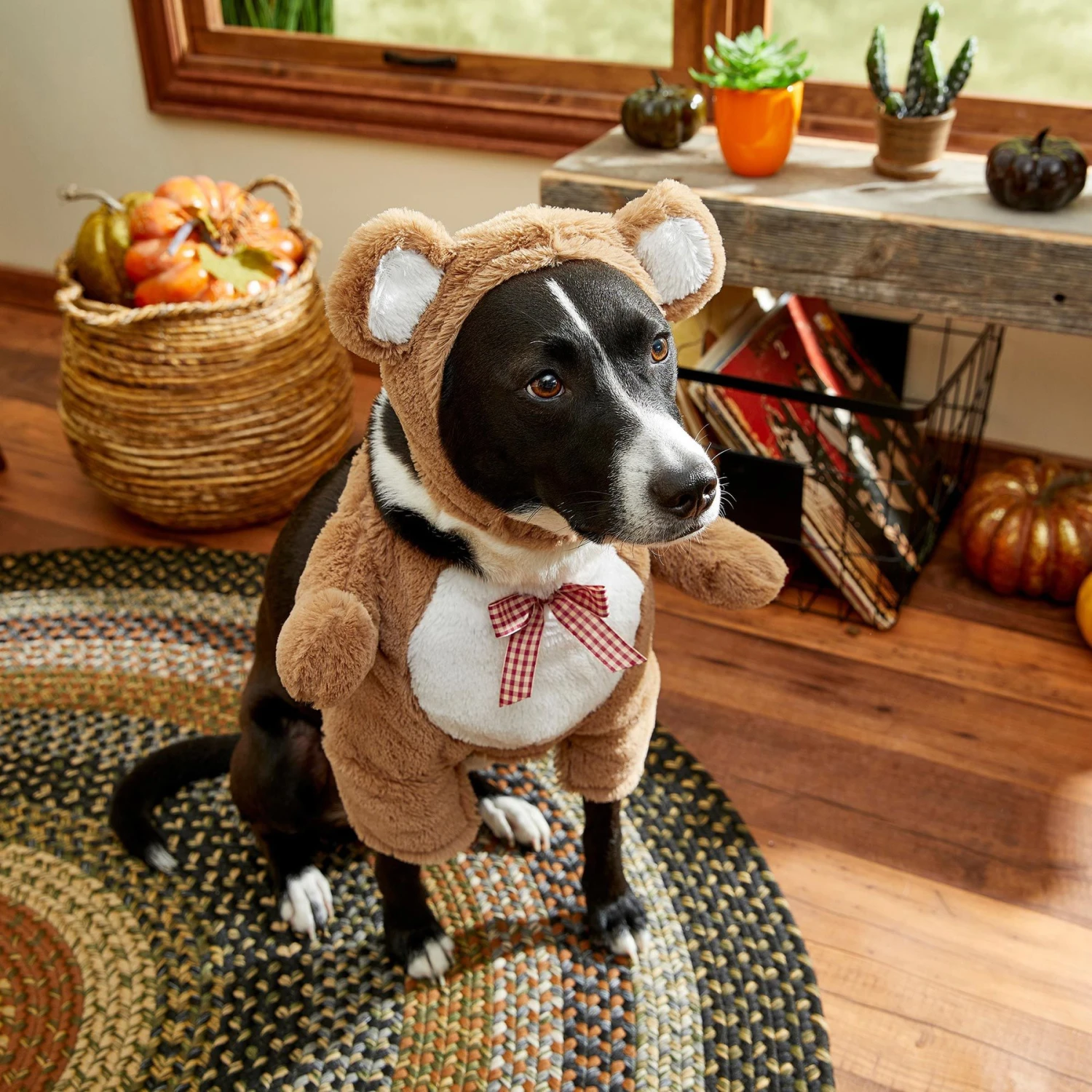 Frisco Front Walking Teddy Bear Dog & Cat Costume 8 Frisco Front Walking Teddy Bear Dog & Cat Costume - Image 8