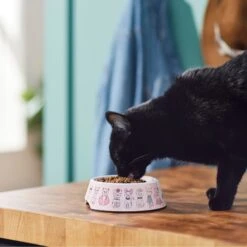 Frisco Pink Cute Cats Melamine Bowl -Frisco Sales Store 216043 PT7. AC SS1800 V1633025211
