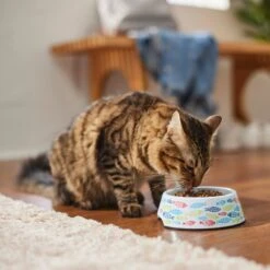 Frisco Colorful Fish Melamine Bowl 11 Frisco Colorful Fish Melamine Bowl -Frisco Sales Store 216047 PT7. AC SS1800 V1633025238