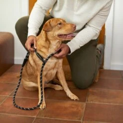 Frisco Reflective Rope Slip Lead Dog Leash -Frisco Sales Store 221212 PT4. AC SS1800 V1699388234