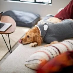 Frisco Bear Hooded Dog & Cat Sweater 13 Frisco Bear Hooded Dog & Cat Sweater -Frisco Sales Store 223786 PT7. AC SS1800 V1599566227