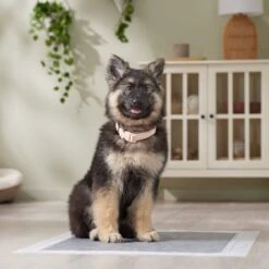 Frisco Extra Large Charcoal Dog Training & Potty Pads -Frisco Sales Store 227460 PT6. AC SS1800 V1674665620
