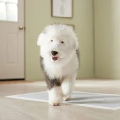 Frisco Giant Charcoal Dog Training & Potty Pads -Frisco Sales Store 227462 PT6. AC SS1800 V1674665684