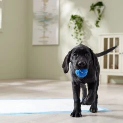 Frisco Premium Extra Large Printed Dog Training & Potty Pads -Frisco Sales Store 227468 PT6. AC SS1800 V1674666681