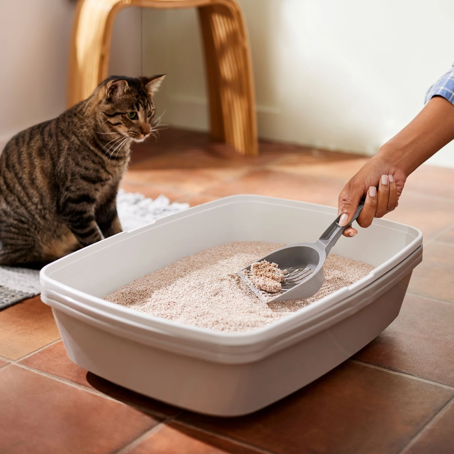 Frisco Natural Lightly Scented Clumping Grass Cat Litter 5 Frisco Natural Lightly Scented Clumping Grass Cat Litter - Image 5