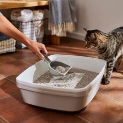 Frisco Lightweight Scented Clumping Cat Litter 11 Frisco Lightweight Scented Clumping Cat Litter -Frisco Sales Store 230718 PT4. AC SS1800 V1659023572
