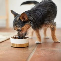 Frisco Melamine Dog & Cat Bowl With Bamboo Base -Frisco Sales Store 232065 PT7. AC SS1800 V1692989518