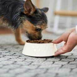 Frisco Hammered Melamine Stainless Steel Dog Bowl 10 Frisco Hammered Melamine Stainless Steel Dog Bowl -Frisco Sales Store 232083 PT7. AC SS1800 V1692989464