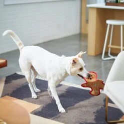 Frisco Holiday Gingerbread Man Flat Plush Squeaky Dog Toy 8 Frisco Holiday Gingerbread Man Flat Plush Squeaky Dog Toy -Frisco Sales Store 233241 PT2. AC SS1800 V1601311903