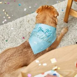 Frisco It's My Birthday Dog & Cat Bandana, Blue -Frisco Sales Store 248697 PT7. AC SS1800 V1613586088