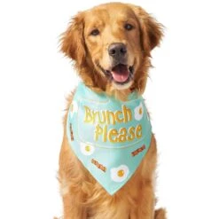 Frisco Brunch Please Dog & Cat Bandana 11 Frisco Brunch Please Dog & Cat Bandana -Frisco Sales Store 249207 PT3. AC SS1800 V1696597730
