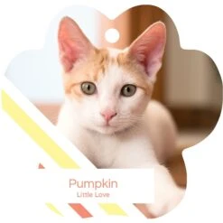 Frisco Peppermint Stripes Paw Shape Metal Personalized Dog & Cat Holiday Ornament 6 Frisco Peppermint Stripes Paw Shape Metal Personalized Dog & Cat Holiday Ornament -Frisco Sales Store 249371 PT2. AC SS1800 V1602634570