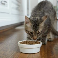 Frisco Gold Trim Melamine Dog & Cat Bowl 11 Frisco Gold Trim Melamine Dog & Cat Bowl -Frisco Sales Store 253062 PT2. AC SS1800 V1616595766