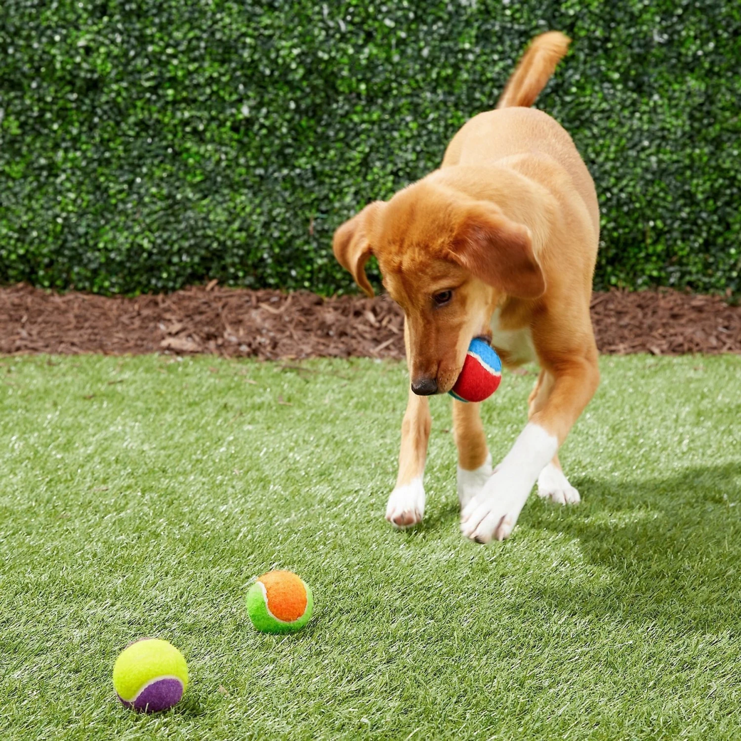 Frisco Fetch Squeaking Colorful Tennis Ball Dog Toy & True Acre Foods Salmon Recipe Mini-Training Rewards Grain-Free Soft & Chewy Dog Treats 3 Frisco Fetch Squeaking Colorful Tennis Ball Dog Toy & True Acre Foods Salmon Recipe Mini-Training Rewards Grain-Free Soft & Chewy Dog Treats - Image 3