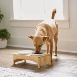 Frisco Ceramic Dog & Cat Double Diner With Elevated Wood Stand -Frisco Sales Store 256052 PT2. AC SS1800 V1615311142