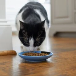 Frisco Cat Face Non-skid Ceramic Cat Dish, Blue -Frisco Sales Store 256101 PT3. AC SS1800 V1617130591