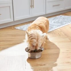 Frisco Flare Non-Skid Stainless Steel Dog & Cat Bowl -Frisco Sales Store 257162 PT2. AC SS1800 V1692989463
