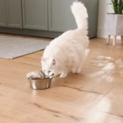 Frisco Flare Non-Skid Stainless Steel Dog & Cat Bowl -Frisco Sales Store 257162 PT7. AC SS1800 V1615989167