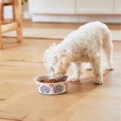 Frisco Bohemian Non-Skid Stainless Steel Dog & Cat Bowl 17 Frisco Bohemian Non-Skid Stainless Steel Dog & Cat Bowl -Frisco Sales Store 257195 PT8. AC SS1800 V1615932115